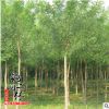 基地直銷榆樹苗 優質榆樹批發 園林綠化工程苗木 規格齊全