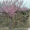 批發(fā)紅梅樹苗 園林庭院綠化垂梅苗 優(yōu)質(zhì)梅花樹苗盆景