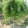 五角楓樹苗批發(fā)觀賞植物行道風(fēng)景叢生五角楓樹工程綠化苗木五角槭