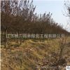 基地銷售紅葉碧桃樹苗 紫葉碧桃苗 規(guī)格全 工程綠化碧桃小苗