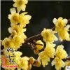 批發(fā)供應(yīng)臘梅苗 耐寒臘梅樹苗 園藝植物 園林觀花植物小苗 常綠植