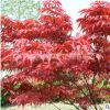 批發(fā)優(yōu)質(zhì)中國紅楓樹苗紅楓苗日本紅楓苗 紅楓小苗紅楓苗量大優(yōu)惠