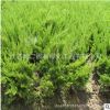 基地大量供應(yīng) 龍柏小苗 小龍柏規(guī)格齊全 量大優(yōu)惠