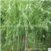 工程綠化苗直銷垂柳苗 綠化垂柳樹苗 無病害 易成活 護坡量大優惠