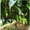 軟棗獼猴桃北方南方庭院栽植獼猴桃苗奇異果樹苗特色果樹苗批發