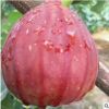 無花果苗批發金奧芬 布蘭瑞克波姬紅紫果大青果當年結果樹苗