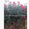 樹狀月季 各種規格 基地大量直銷 藤本月季