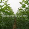 供應白蠟小苗 白蠟樹苗 工程用苗 行道樹