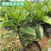 苗圃基地非洲茉莉庭院小區灌叢綠化非洲茉莉花 綠化苗木