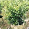 七里香盆栽四季長青 景觀苗木七里香樹 工程綠化苗木易成活多規格
