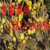 批發臘梅小苗 梅花苗 大量供應臘梅種子 大規格臘梅樹苗
