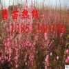 批發榆葉梅樹苗 大規格榆葉梅苗 榆葉梅基地
