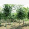 基地供應(yīng)綠化苗木批發(fā) 欒樹苗 欒樹4-6cm 規(guī)格全 北欒 欒樹