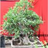 盆景植物室內大中型辦公室桌面植物石榴樹樁盆景苗圃直銷石榴樹