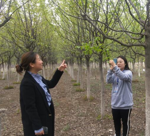 “苗木三代”王鶴橋：  用互聯網思維讓美垚苗木“枝繁葉茂”