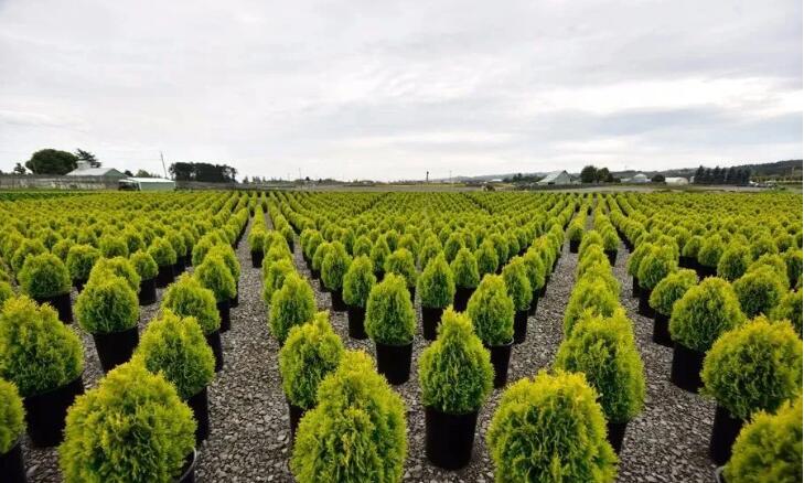 疫情對苗木企業的影響與啟示