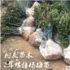 【樹友苗木】2年仙居楊梅苗綠化東魁楊梅種苗 自產(chǎn)自銷東魁嫁接苗