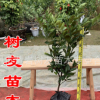 【樹友苗木】3年嫁接苗黃巖蜜橘 桔子樹苗桔樹果樹苗桔苗