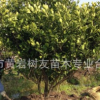 緊急處理 10年黃巖橘樹8-10年桔子樹黃巖蜜橘 600棵現(xiàn)貨