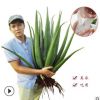 18斤超大美容院庫拉索蘆薈超粘蘆薈盆栽美容食用蘆薈苗