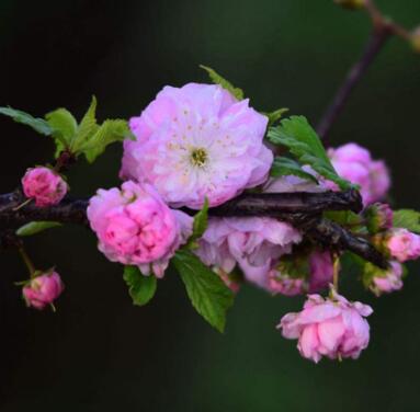 麥李花能開滿樹，滿樹燦爛，盆栽和庭院都甚為美麗！