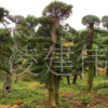 湖南苗圃批發榆樹 特殊造型榆樹 園林綠化苗木批發 質優價廉