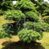 苗圃供應精品造型羅漢松樹 羅漢松樹苗 觀賞型盆栽出售 歡迎咨詢