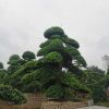 造型羅漢松