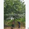 苗圃批發(fā)單桿/多桿叢生樸樹 造型樸樹公園廣場 規(guī)格齊全