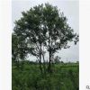 批發移栽喬木烏桕樹 優質叢生烏桕大樹 園林綠化景觀樹