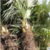 棕櫚樹苗批發 園林工程綠化苗木 四季常青老人葵 行道風景樹苗