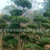 小葉女貞球批發 園林綠化造型樹 精品造型小葉女貞苗 規格齊全
