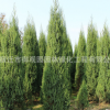 刺松苗批發園林綠化苗木色塊綠籬蜀檜 塔柏球行道點綴刺松樹苗