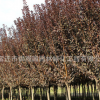 紅葉李樹苗批發(fā)彩色綠化苗木行道風(fēng)景樹 綠植速生紫葉李樹苗