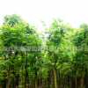樸樹樹苗批發(fā)園林精品盆景造型樸樹 工程綠化苗木規(guī)格齊全