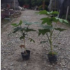 批發(fā)優(yōu)質(zhì)苗木 綠化苗木八角金盤 13---20杯苗八角金盤