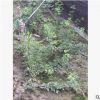 批發(fā)苗木 優(yōu)質(zhì)苗木 花葉蔓常春藤 常春藤