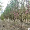碧桃基地批發大量現貨 規格品種齊全 綠化工程樹苗 品種純正