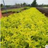 黃馨 園林綠化批發供應基地直銷庭院種植 規格齊全 量大優惠