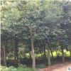 供應批發 杜英樹苗 庭院種植 精品杜英喬木 量大優惠 園林綠化