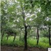 供應樸樹廣西樸樹 占地工程綠化苗 量大優惠基地直銷 園林景觀