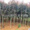 批發(fā)地經(jīng)8公分的紫薇樹苗 綠化用紅花紫薇苗圃直銷 量大優(yōu)惠