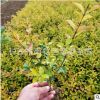 董家苗圃批發(fā)金葉女貞 25-30公分高色塊金葉女貞 黃色配景效果好