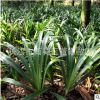 基地批發(fā)鳶尾 湖南(藍(lán)花 白花 )鳶尾大量供應(yīng)