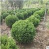 批發龍柏球龍柏苗叢生龍柏園林綠化苗木小龍柏球龍柏樹規格齊全
