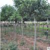 園林綠化紅花木蓮苗各種常綠喬木行道樹(shù)紅花木蓮小苗帶土球移植