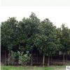 廣玉蘭小苗直銷(xiāo) 綠園林化苗木 行道樹(shù)果樹(shù)廣玉蘭苗木