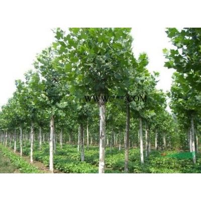 北京欒樹報價 北京欒樹價格批發便宜