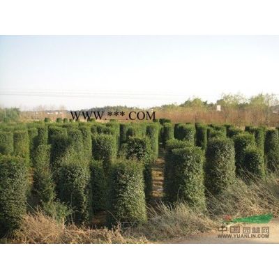 湖南杜英樹價格、切桿杜英、移栽杜英、直徑10-20杜英樹價格