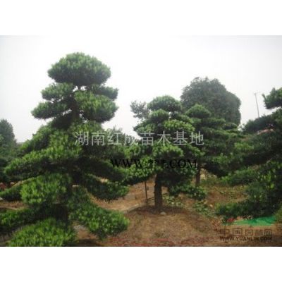 供應3-5-6-8-10-12公分馬褂木